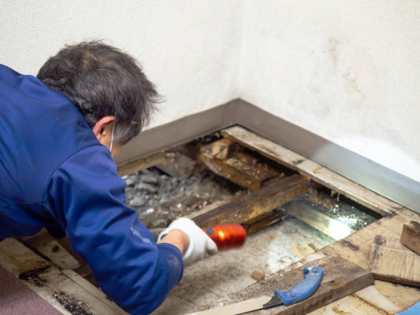 Professional Mold Removal in Kenly, NC