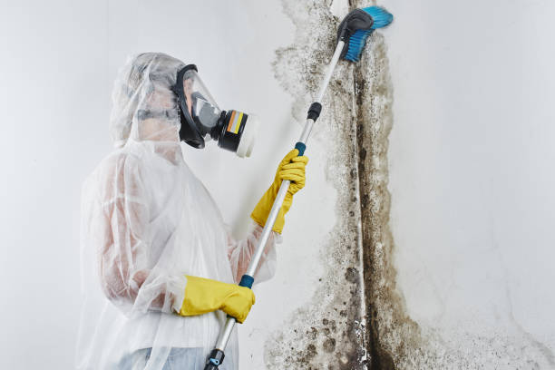 Best Commercial Mold Removal  in Kenly, NC