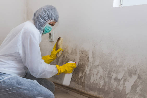 Best Best Mold Removal Companies  in Kenly, NC