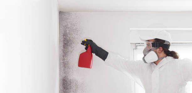 Best Black Mold Removal  in Kenly, NC