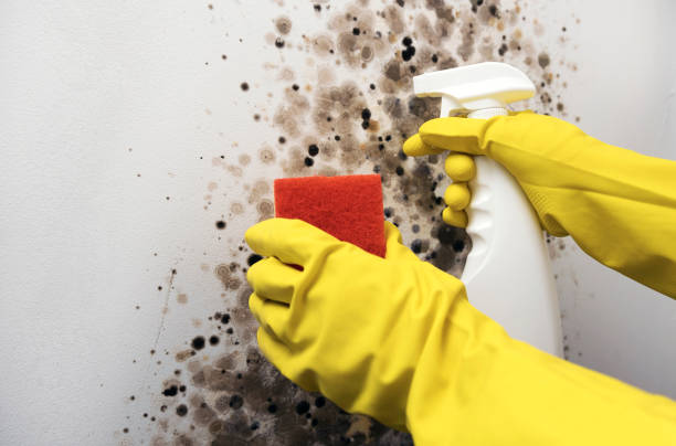 Best Office Mold Removal Services  in Kenly, NC