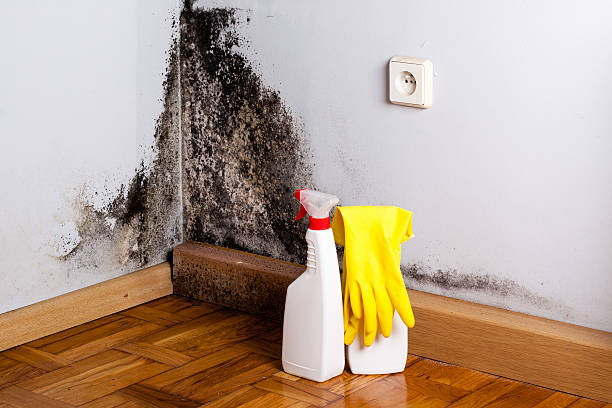 Best Crawl Space Mold Removal  in Kenly, NC