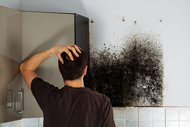 Best Certified Mold Removal  in Kenly, NC