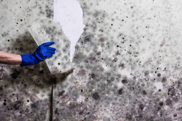 Best Attic Mold Removal  in Kenly, NC