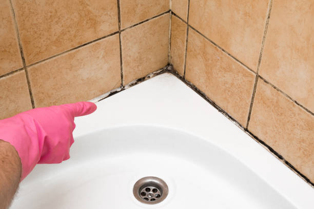 Best Mold Removal Company Near Me  in Kenly, NC