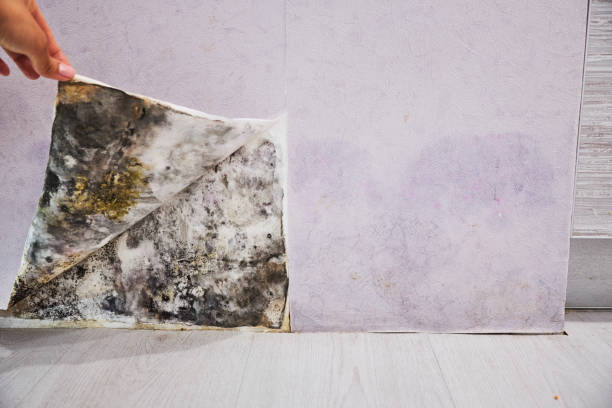 Best Mold Damage Repair  in Kenly, NC